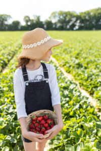 Selbst gepfl&uuml;ckte Erdbeeren